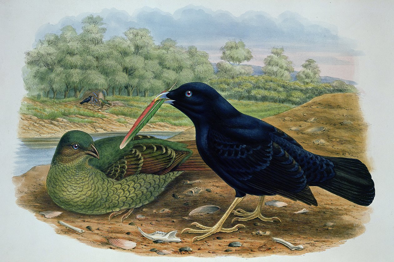 Ptilonorhyncus Violaceus, Satin Bowerbird tekijältä M. Hart