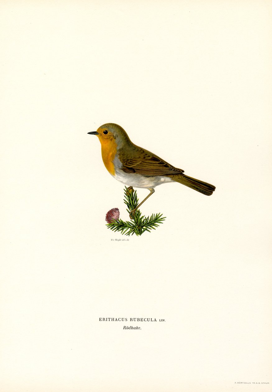 Robin (väri litho) tekijältä Magnus Ferdinand and Wilhelm von Wright