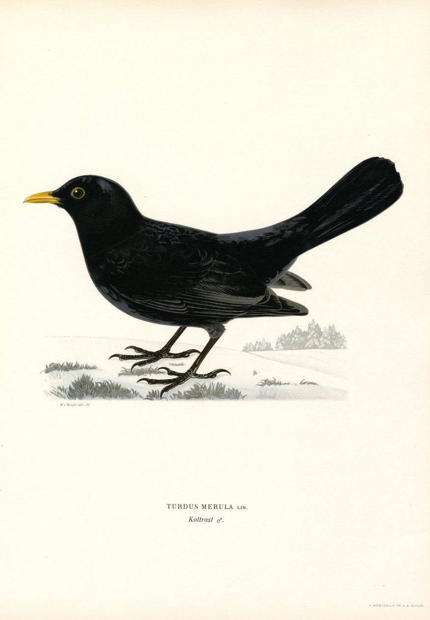 Blackbird (väri litho) tekijältä Magnus Ferdinand and Wilhelm von Wright