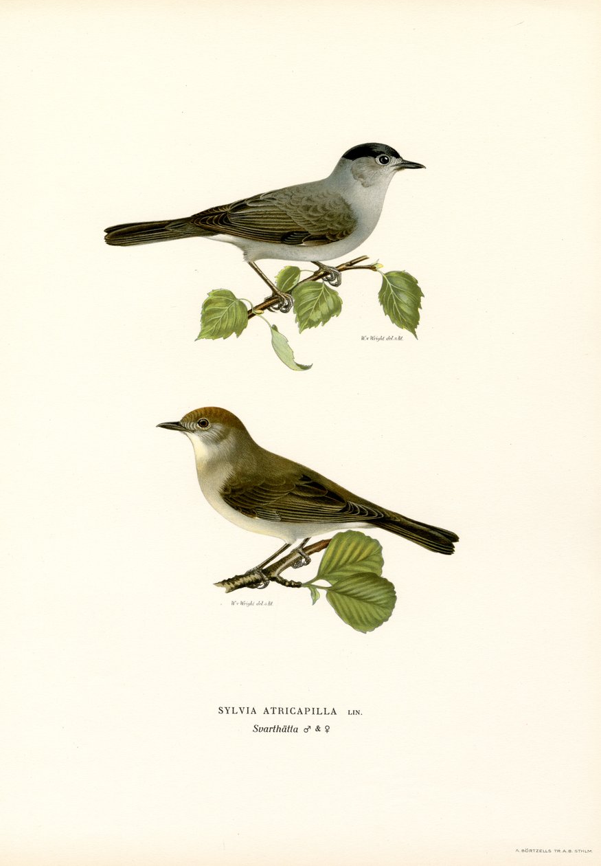 Musta lippalakki (väri litho) tekijältä Magnus Ferdinand and Wilhelm von Wright
