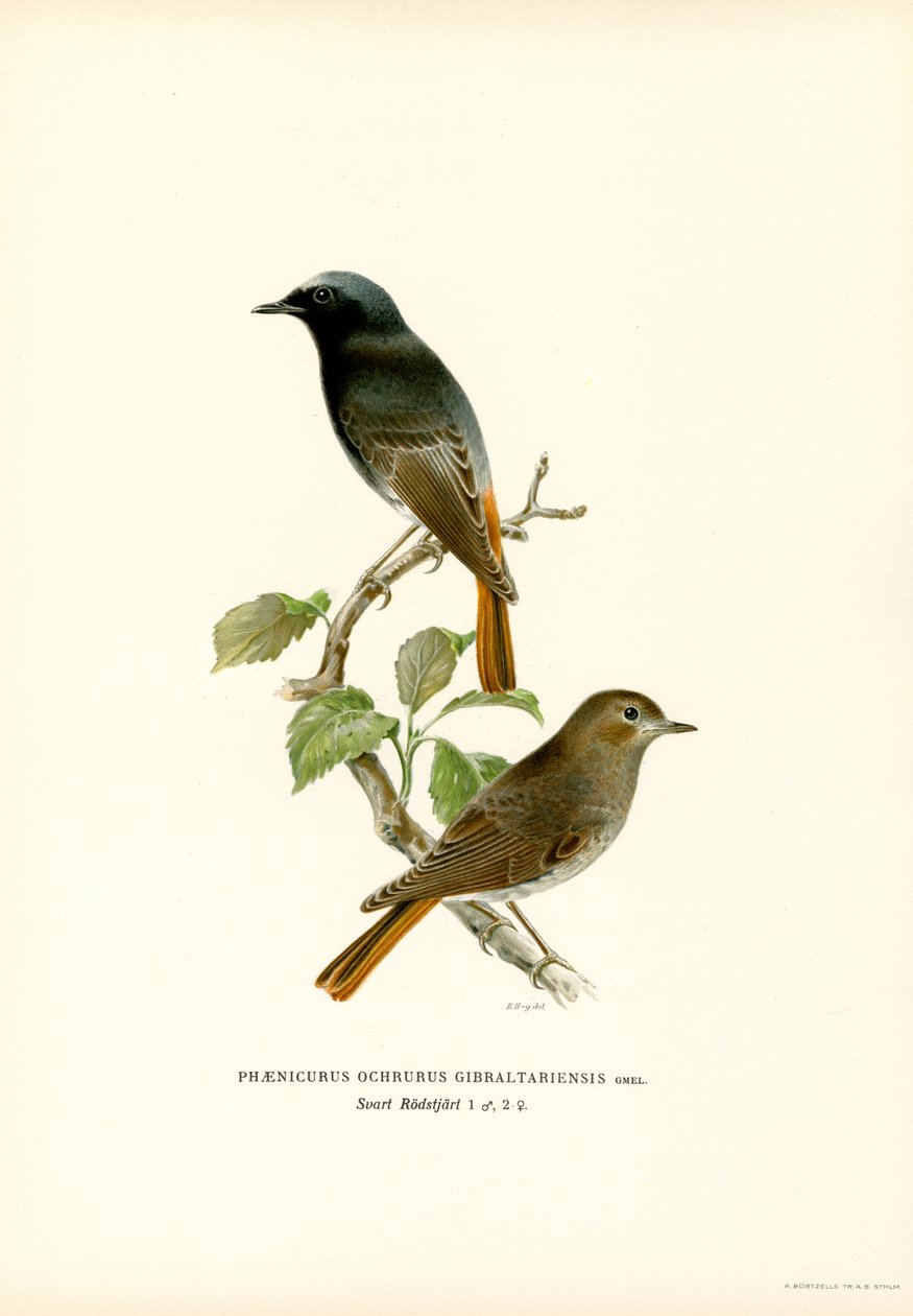 Blackstart (väri litho) tekijältä Magnus Ferdinand and Wilhelm von Wright