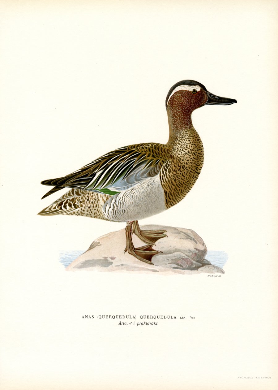 Garganey (väri litho) tekijältä Magnus Ferdinand and Wilhelm von Wright