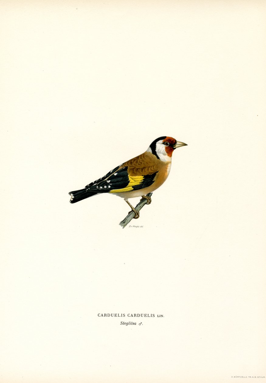 Goldfinch (väri litho) tekijältä Magnus Ferdinand and Wilhelm von Wright