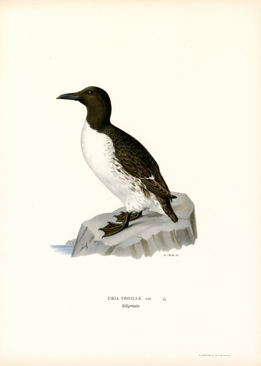 Guillemot (väri litho) tekijältä Magnus Ferdinand and Wilhelm von Wright