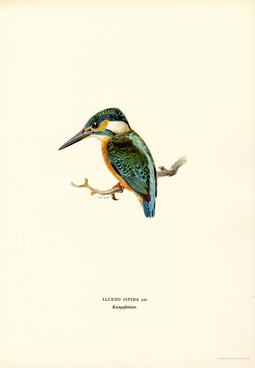 Kingfisher (väri litho) tekijältä Magnus Ferdinand and Wilhelm von Wright