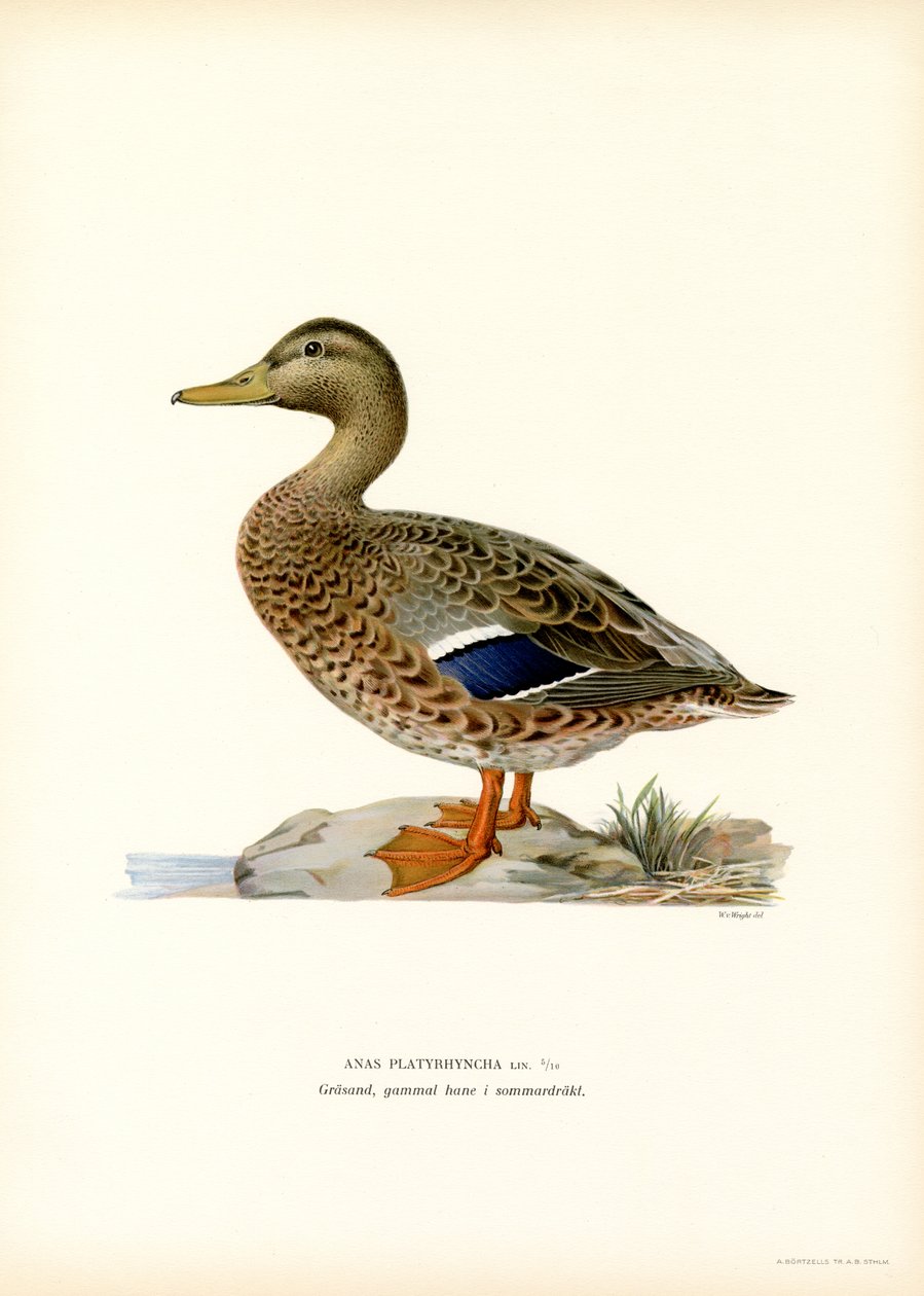 Sinisorsa (väri litho) tekijältä Magnus Ferdinand and Wilhelm von Wright