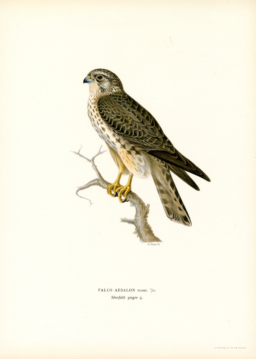 Merlin (väri litho) tekijältä Magnus Ferdinand and Wilhelm von Wright