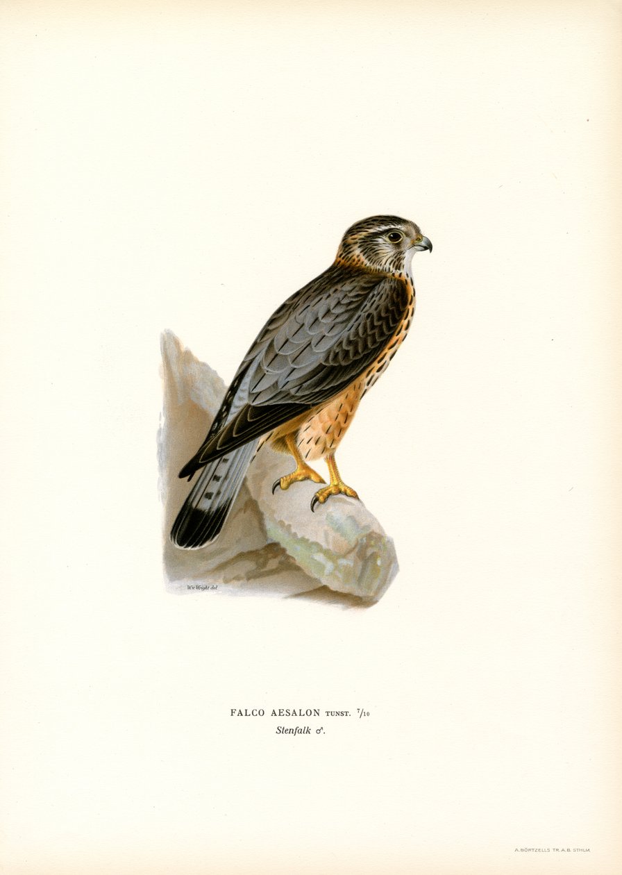 Merlin (väri litho) tekijältä Magnus Ferdinand and Wilhelm von Wright