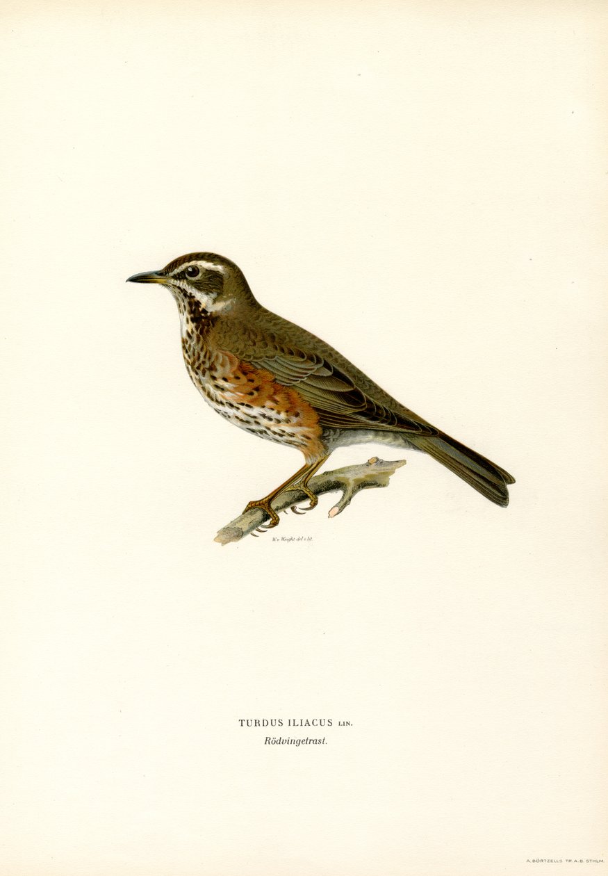 Redwing (väri litho) tekijältä Magnus Ferdinand and Wilhelm von Wright