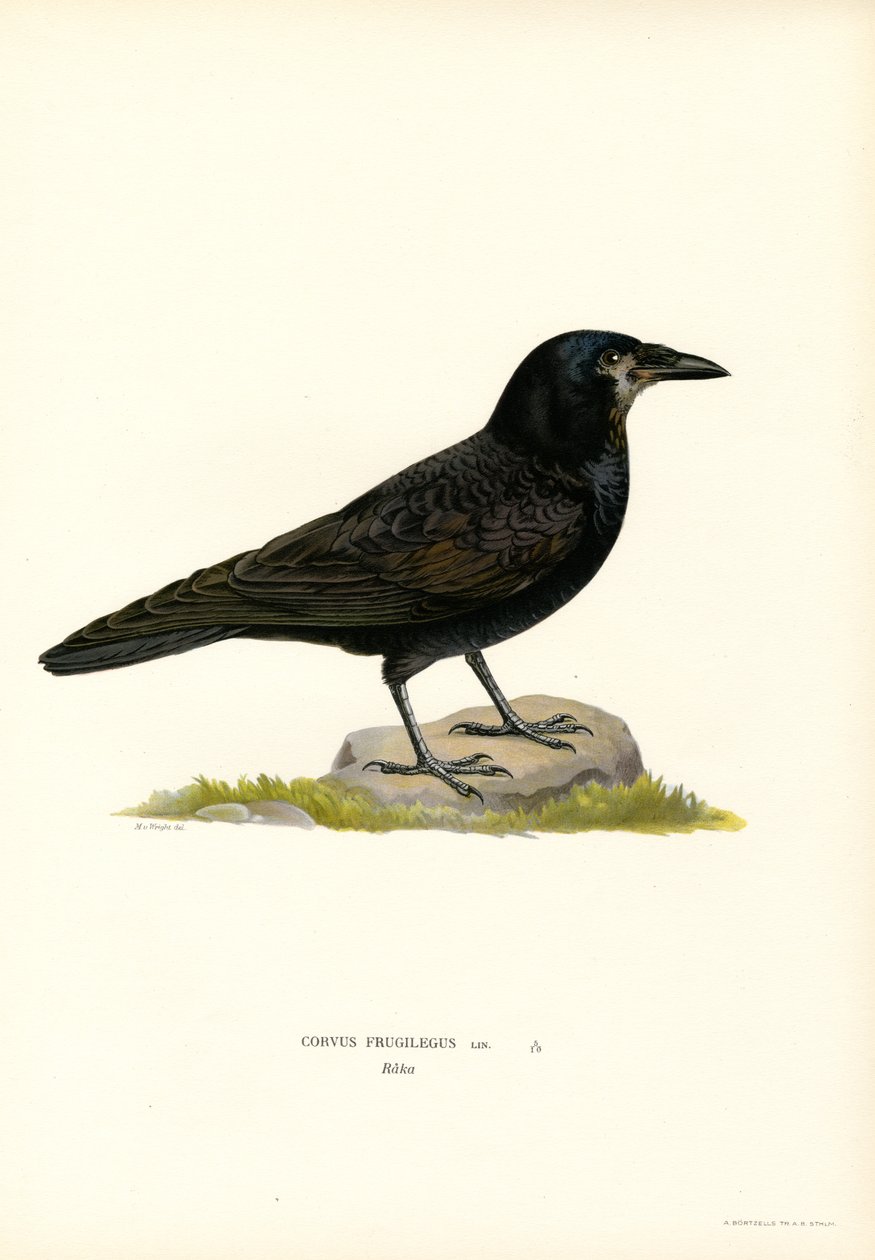 The Four CaRook (väri lito)Rook (väri litho) kardinaali Hyveet: Fortitude, n. 15501600. tekijältä Magnus Ferdinand and Wilhelm von Wright