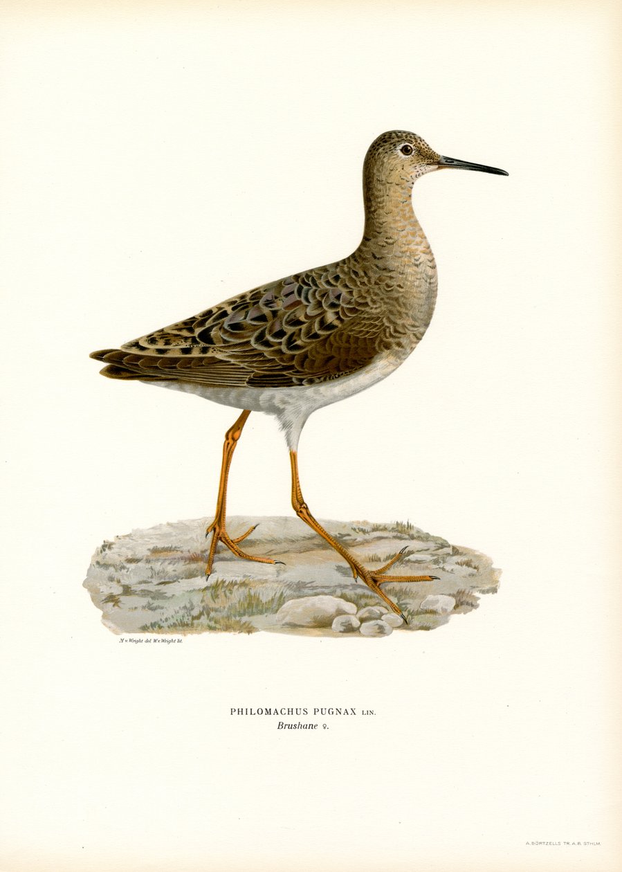 Ruff (väri litho) tekijältä Magnus Ferdinand and Wilhelm von Wright