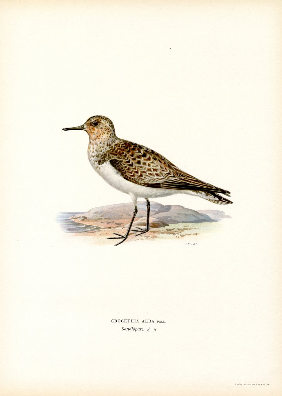 Sanderling (väri litho) tekijältä Magnus Ferdinand and Wilhelm von Wright