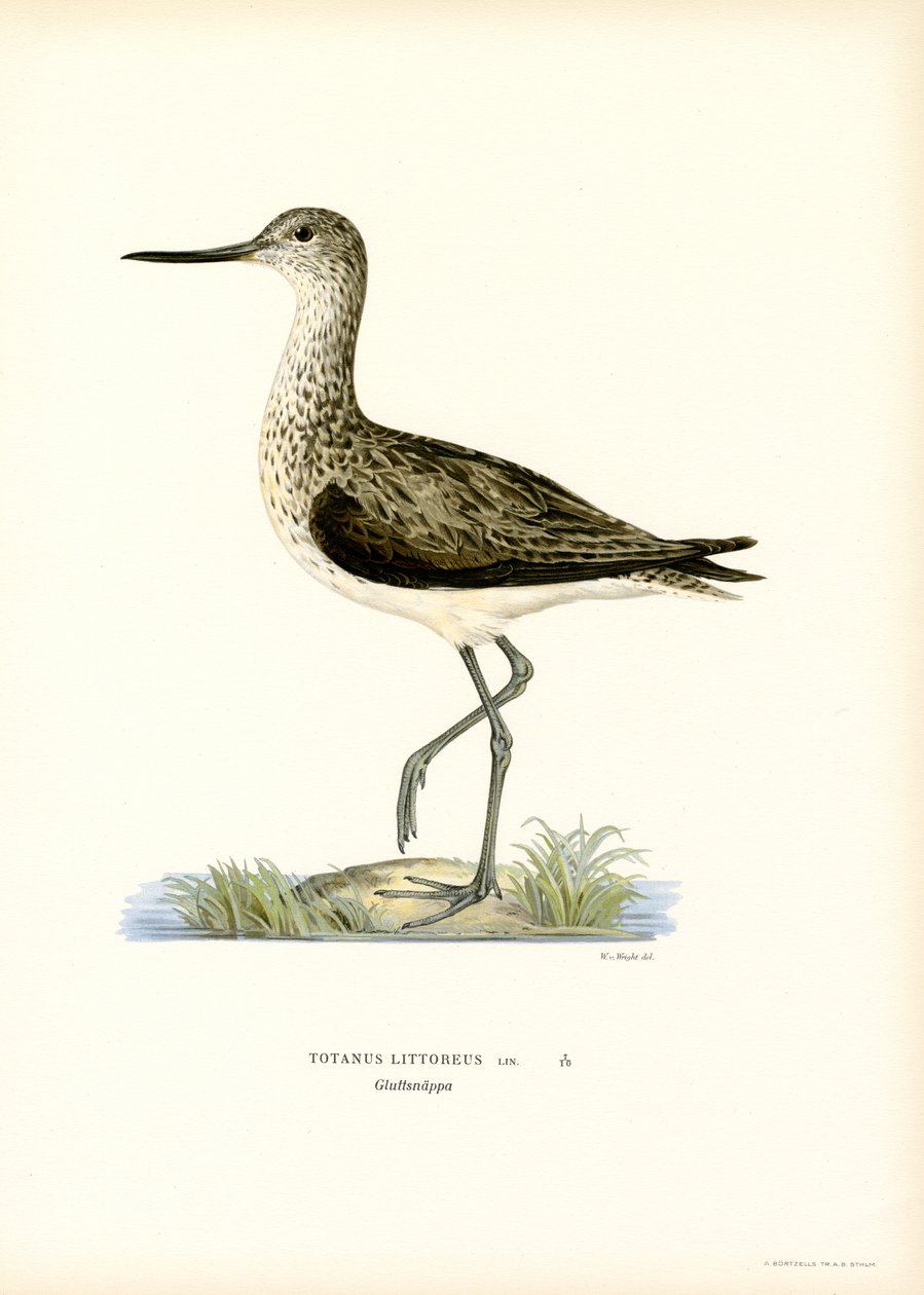 Sandpiper (väri litho) tekijältä Magnus Ferdinand and Wilhelm von Wright