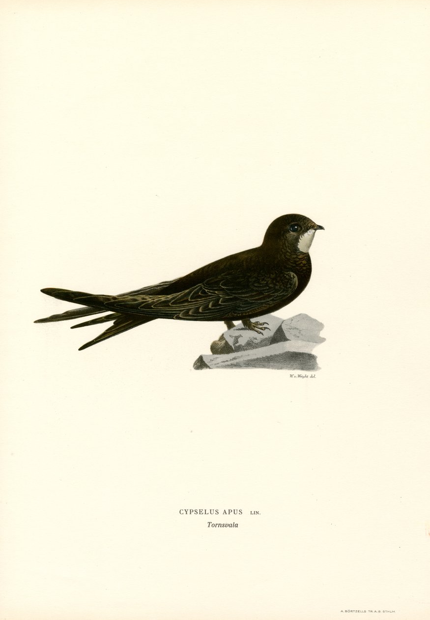 Swift (väri litho) tekijältä Magnus Ferdinand and Wilhelm von Wright