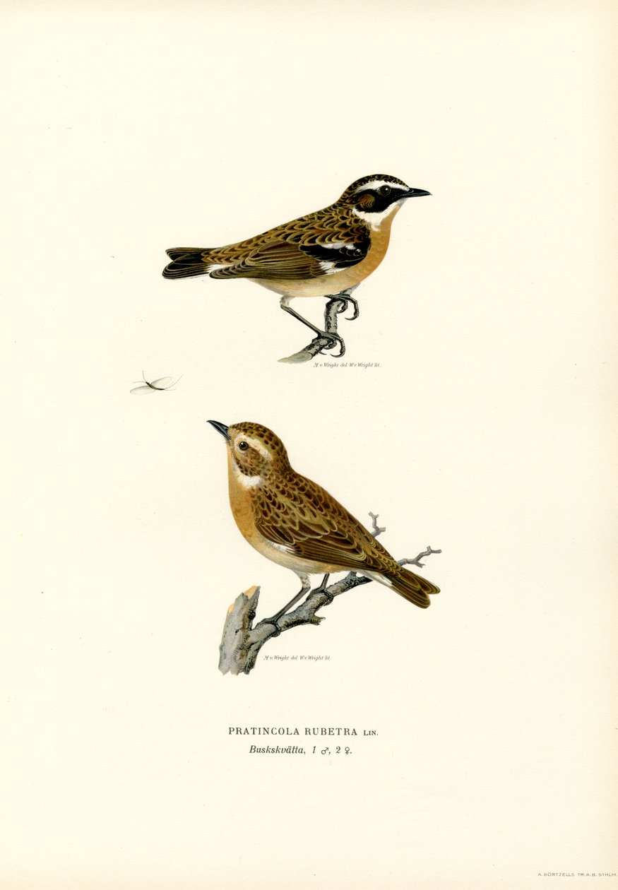 Whinchat (väri litho) tekijältä Magnus Ferdinand and Wilhelm von Wright