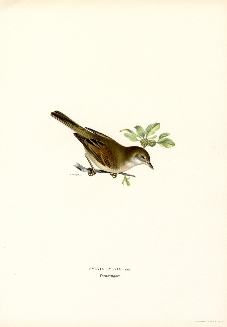 Whitethroat (väri litho) tekijältä Magnus Ferdinand and Wilhelm von Wright