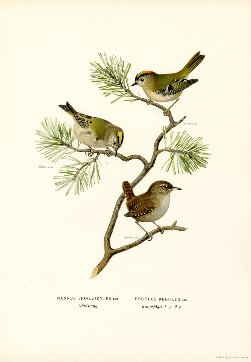 Wren (väri litho) tekijältä Magnus Ferdinand and Wilhelm von Wright