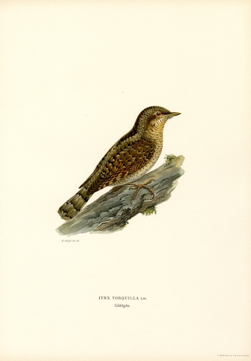 Wryneck (väri litho) tekijältä Magnus Ferdinand and Wilhelm von Wright