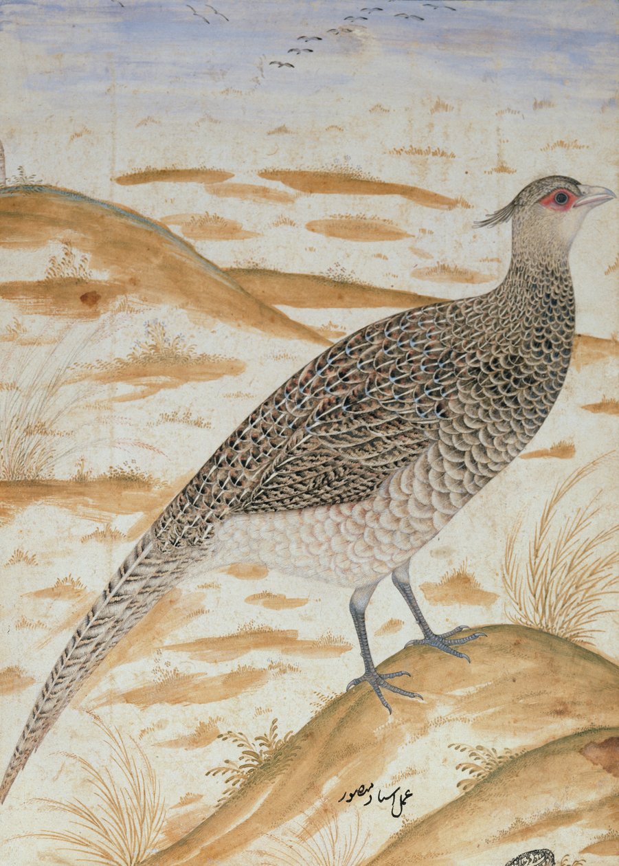 Himalajan cheer fasaani, Jahangir-kausi, Mughal, n. 1620 (akvarelli) tekijältä Mansur