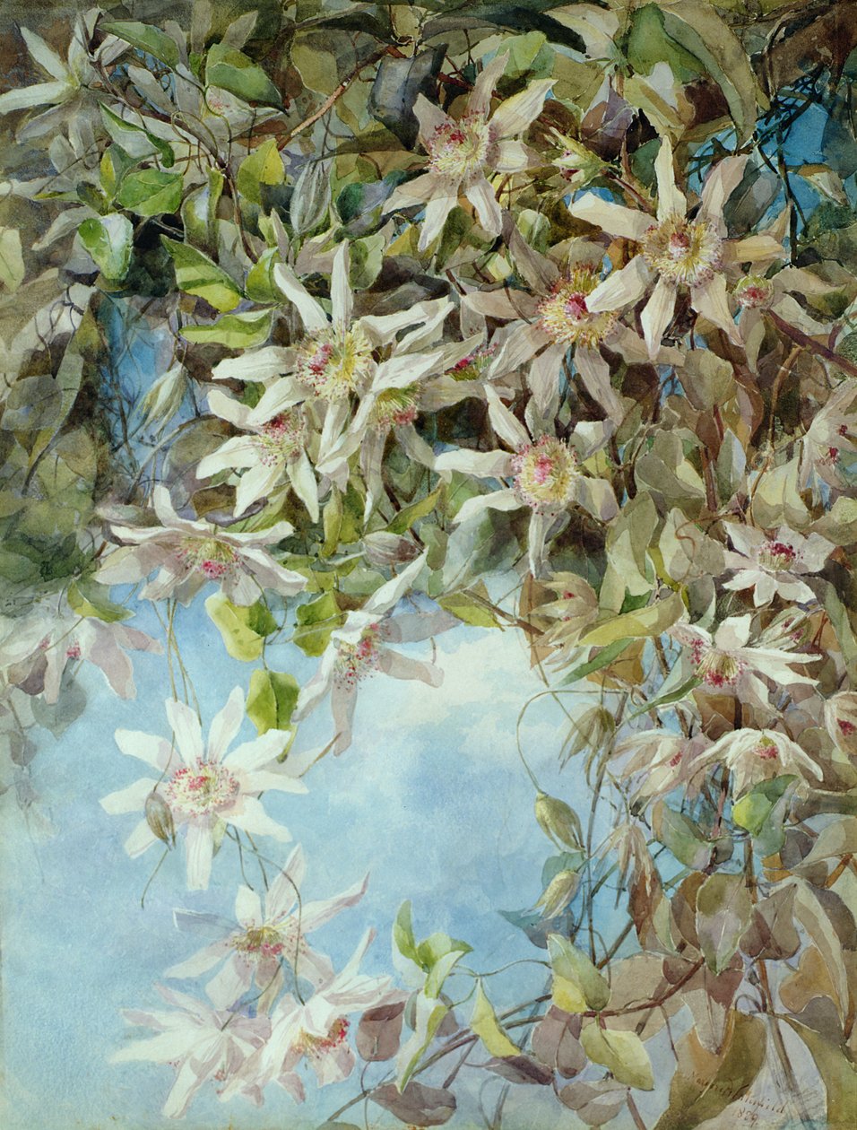 Passion Flower -tutkimus tekijältä Margaret Waterfield
