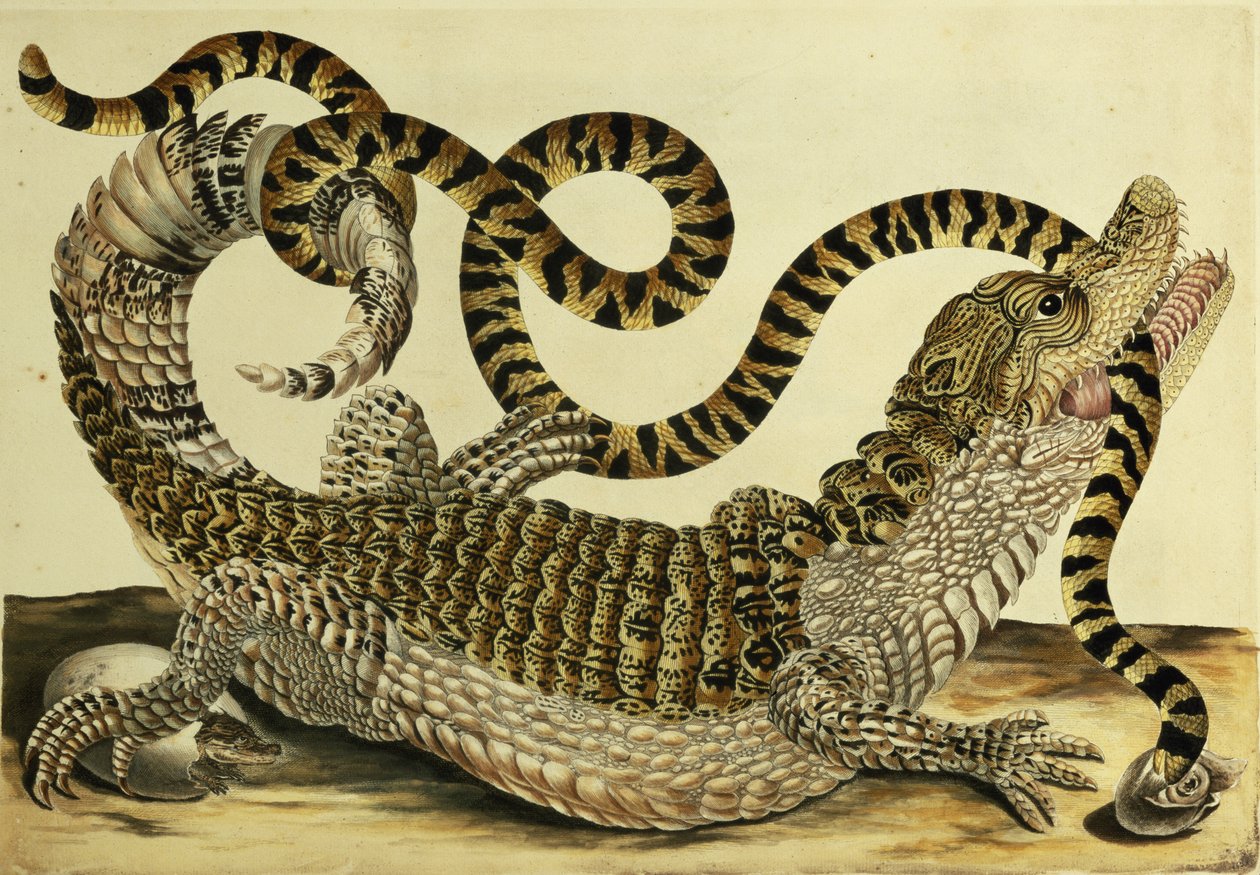 Alligaattori ja käärme, 1730 tekijältä Maria Sibylla Merian