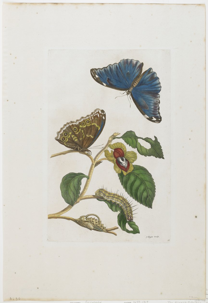 Siniset perhoset ja lehdet, 1705-71 (käsinvärinen etsaus ja kaiverrus) tekijältä Maria Sibylla Merian