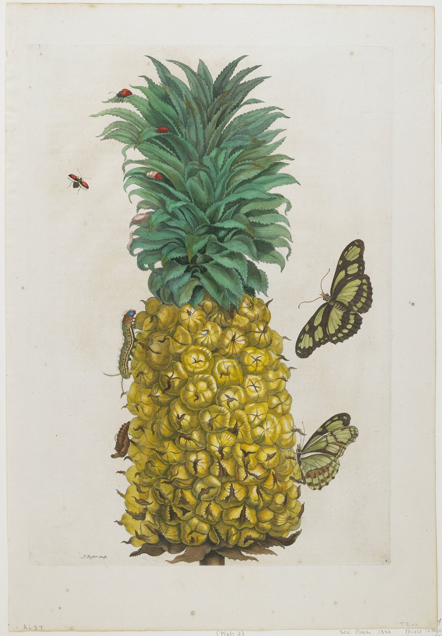 Kypsä ananas perhosilla, 1705-71 (käsinvärinen etsaus ja kaiverrus) tekijältä Maria Sibylla Merian