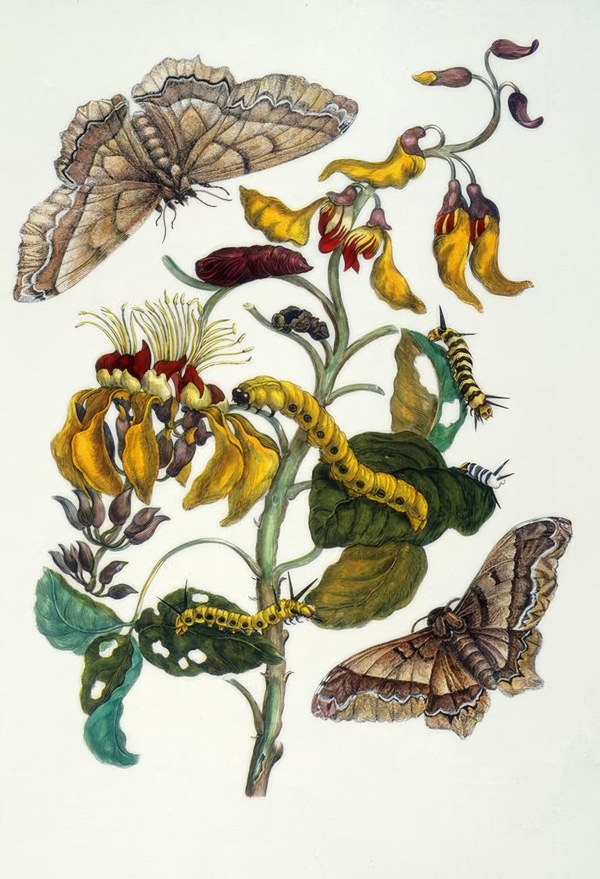 M.S.Merian, Korallenbaum ja Seidenspinn tekijältä Maria Sibylla Merian