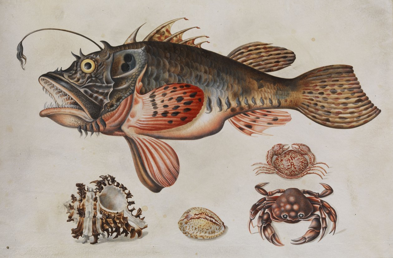 Tiefseefisch, Krabben und Meeressschnecken. tekijältä Maria Sibylla Merian