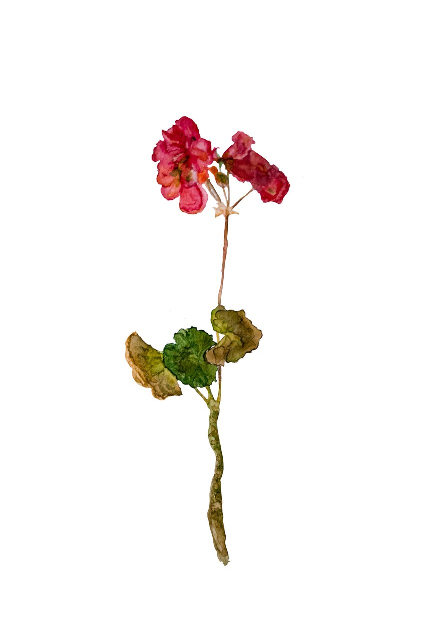 Geranium, 2018 tekijältä Maria Basea