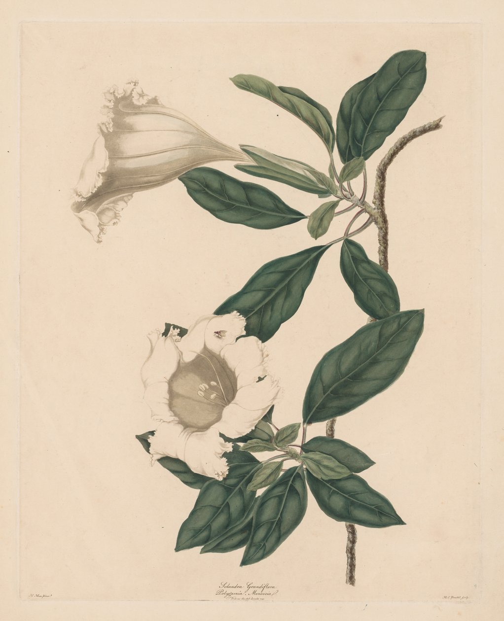 Chalice Vine, 1790. tekijältä Maria Catharina Prestel