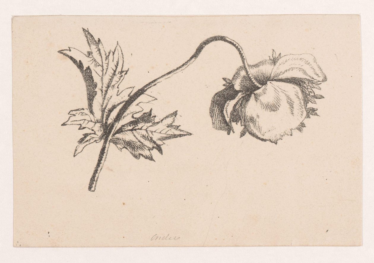 Unikko tekijältä Maria Geertruida de Goeje Barbiers (attributed to)