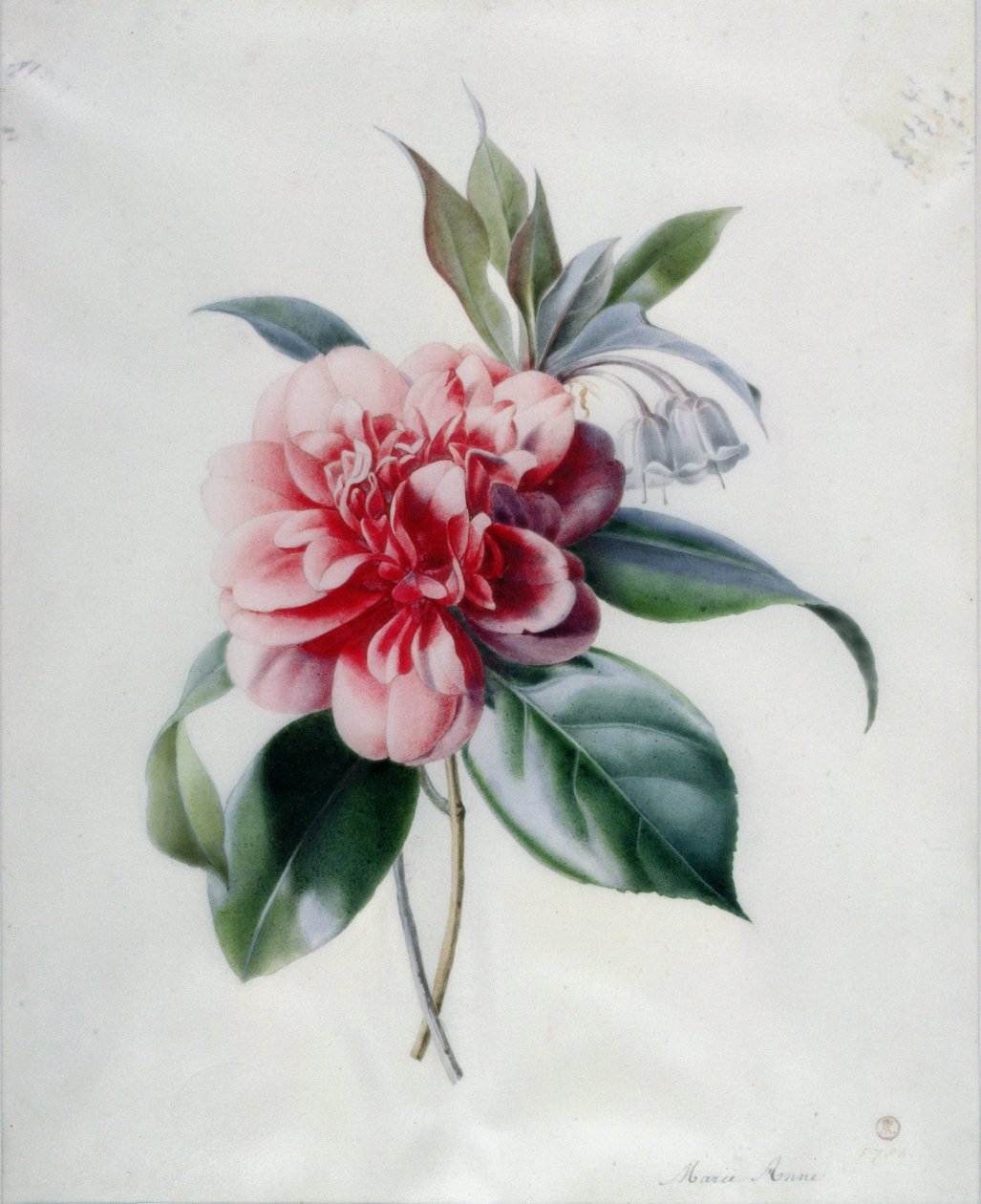 Camellia tekijältä Marie Anne
