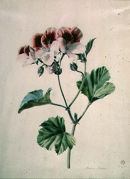 Geranium tekijältä Marie Anne