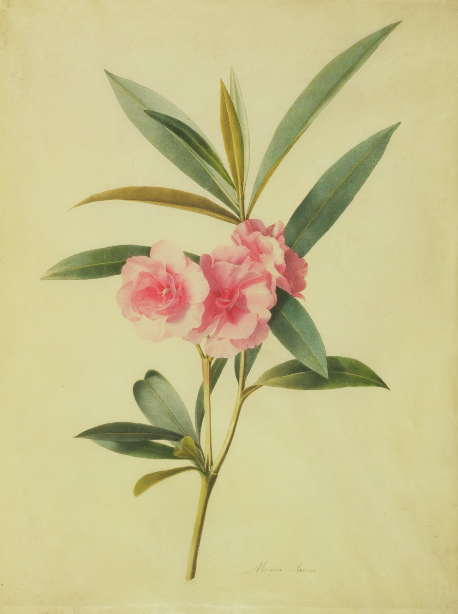 Nerium Oleander (Rose Bay) (wc vellum) tekijältä Marie Anne