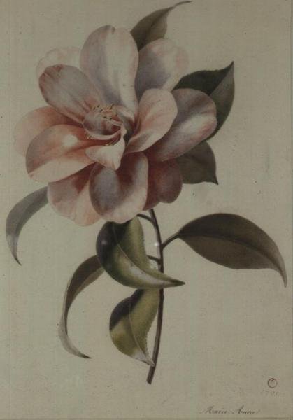 Camellia tekijältä Marie Anne