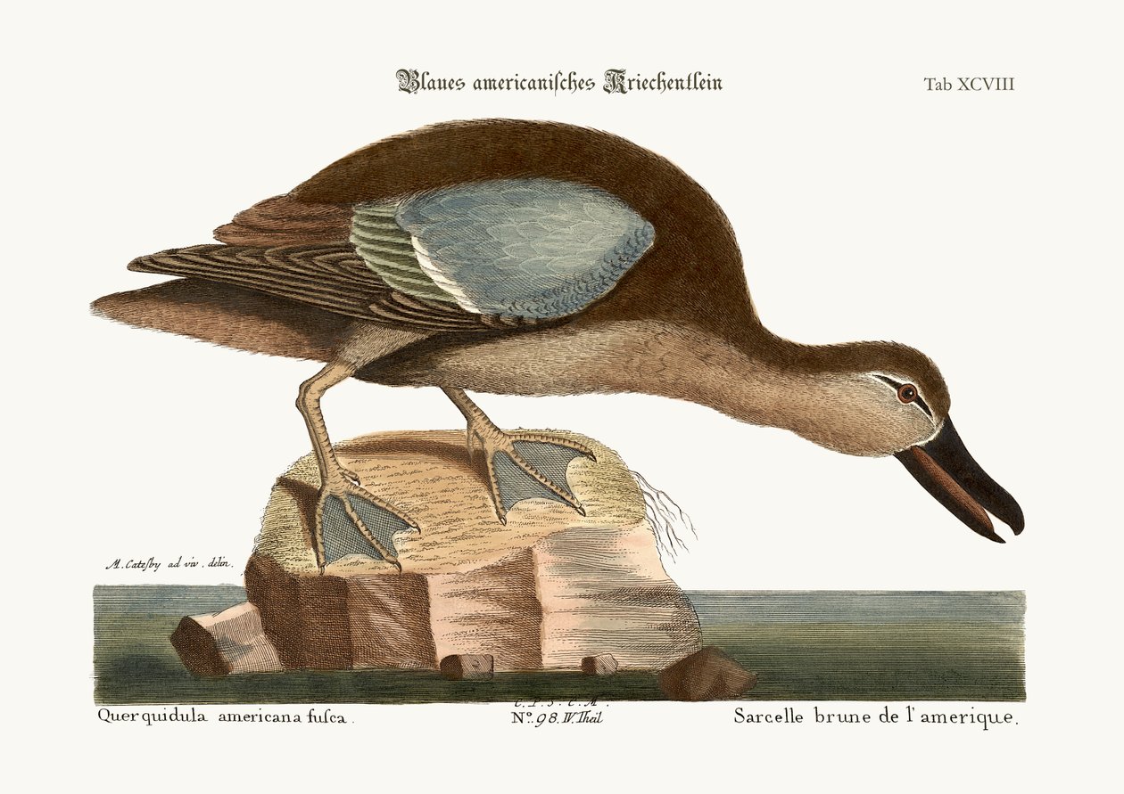 Sinisiipinen tavi, 1749-73 tekijältä Mark Catesby
