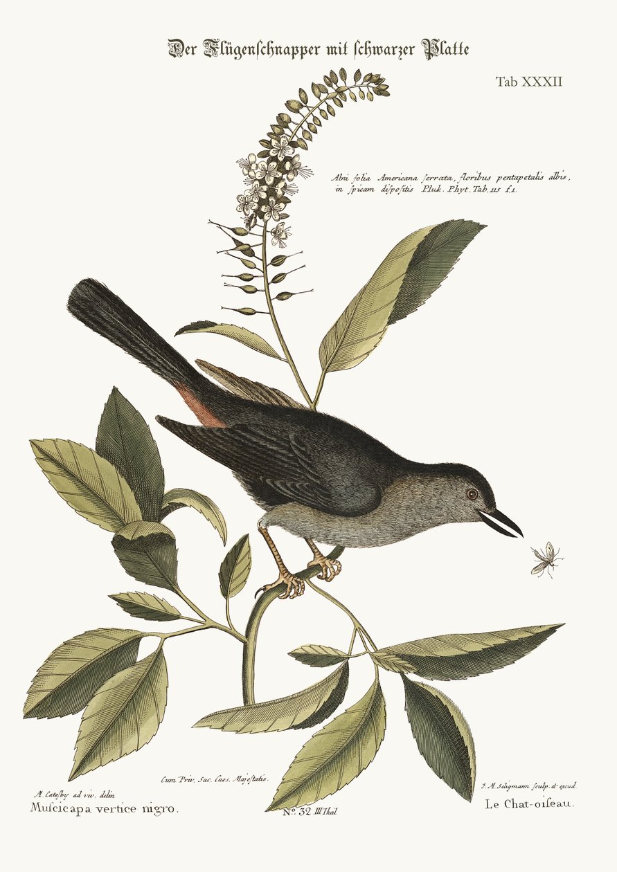 Kissalintu, 1749-73 tekijältä Mark Catesby