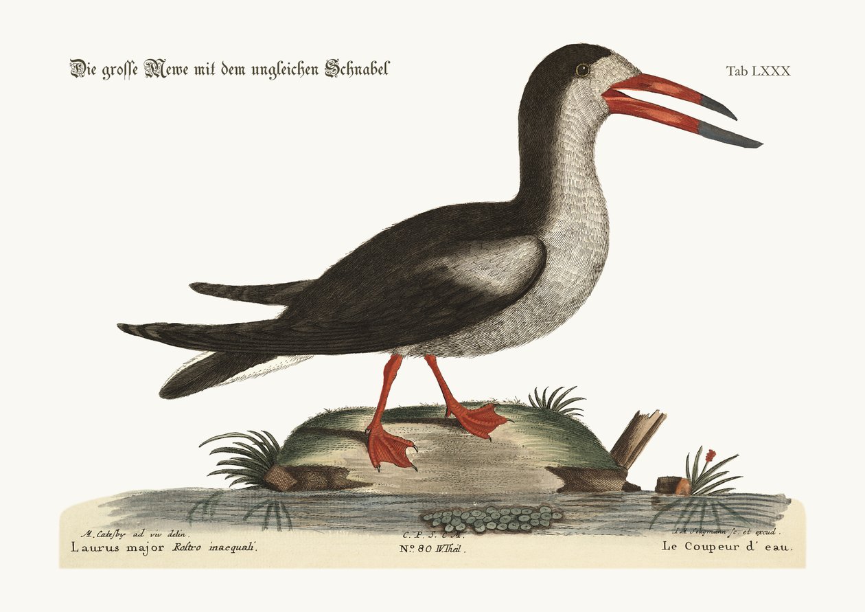 The Cut Water, 1749-73 tekijältä Mark Catesby