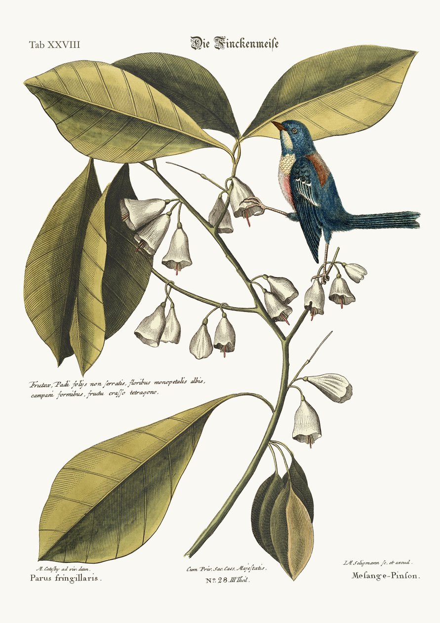 Finch-Creeper, 1749-73 tekijältä Mark Catesby