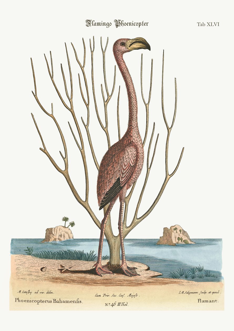 Flamingo, 1749-73 tekijältä Mark Catesby
