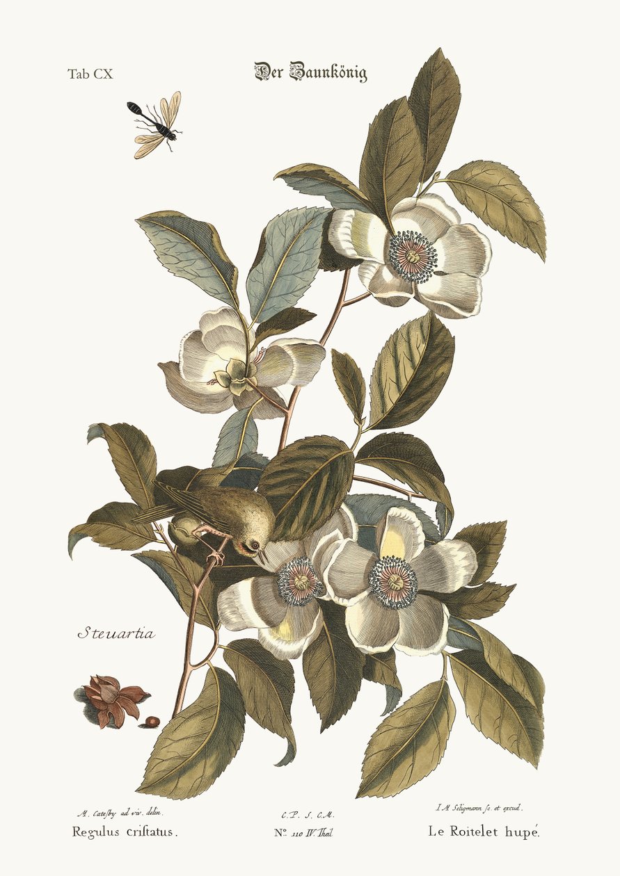 Kultaharjainen wren, 1749-73 tekijältä Mark Catesby