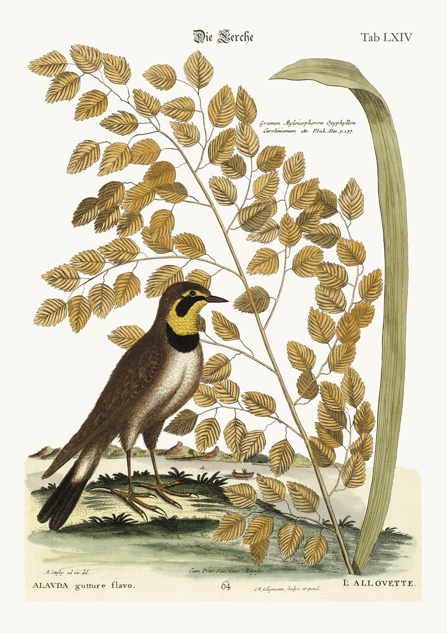 The Lark, 1749-73 tekijältä Mark Catesby