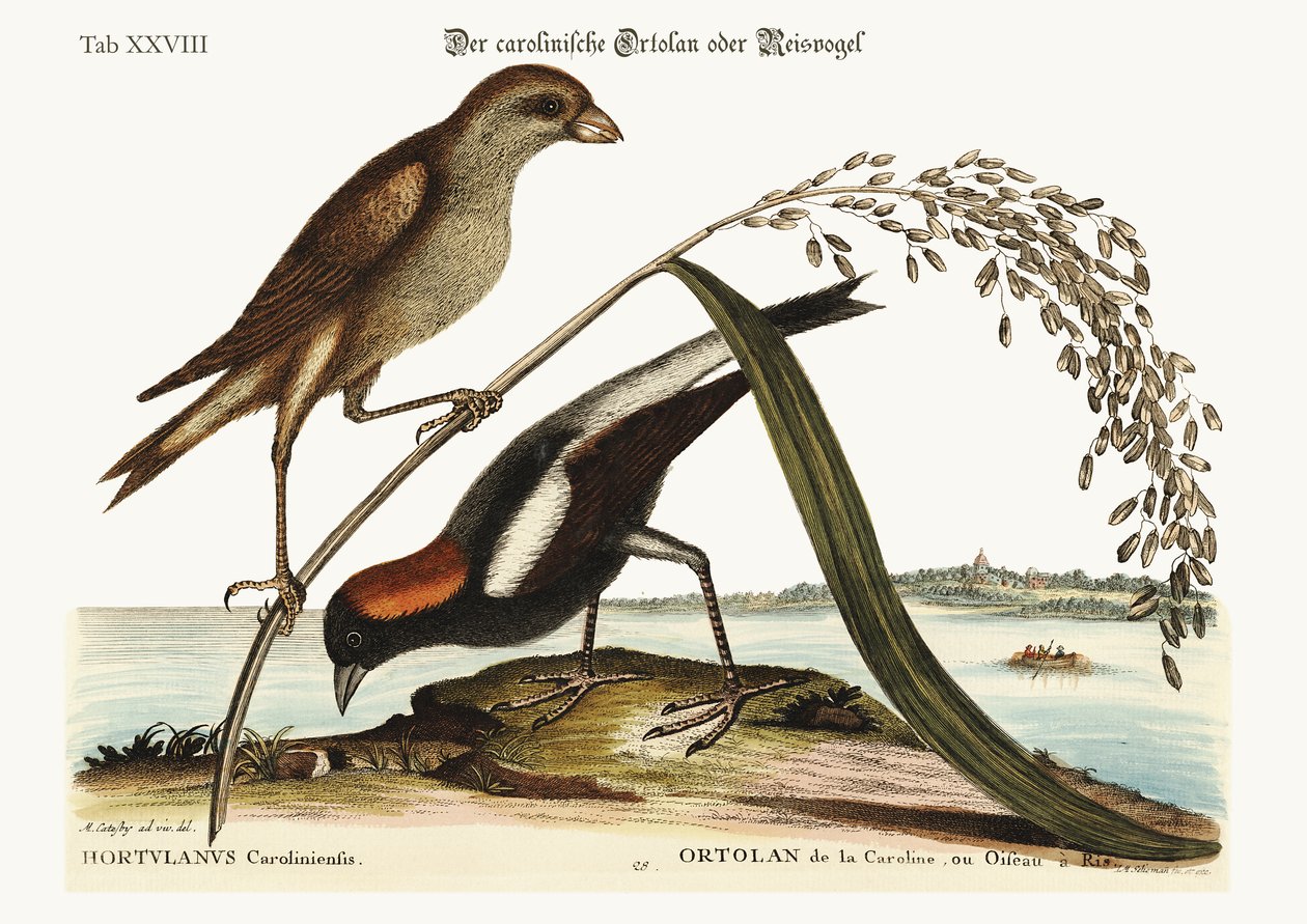 Riisilintu, 1749-73 tekijältä Mark Catesby