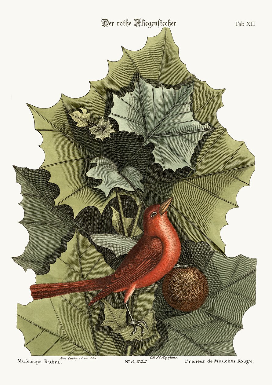 The Summer Red-Bird, 1749-73 tekijältä Mark Catesby