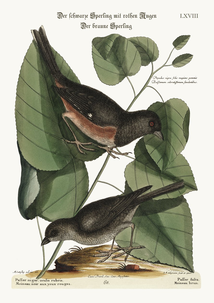 Towhe-lintu. Cowpen Bird, 1749-73 tekijältä Mark Catesby
