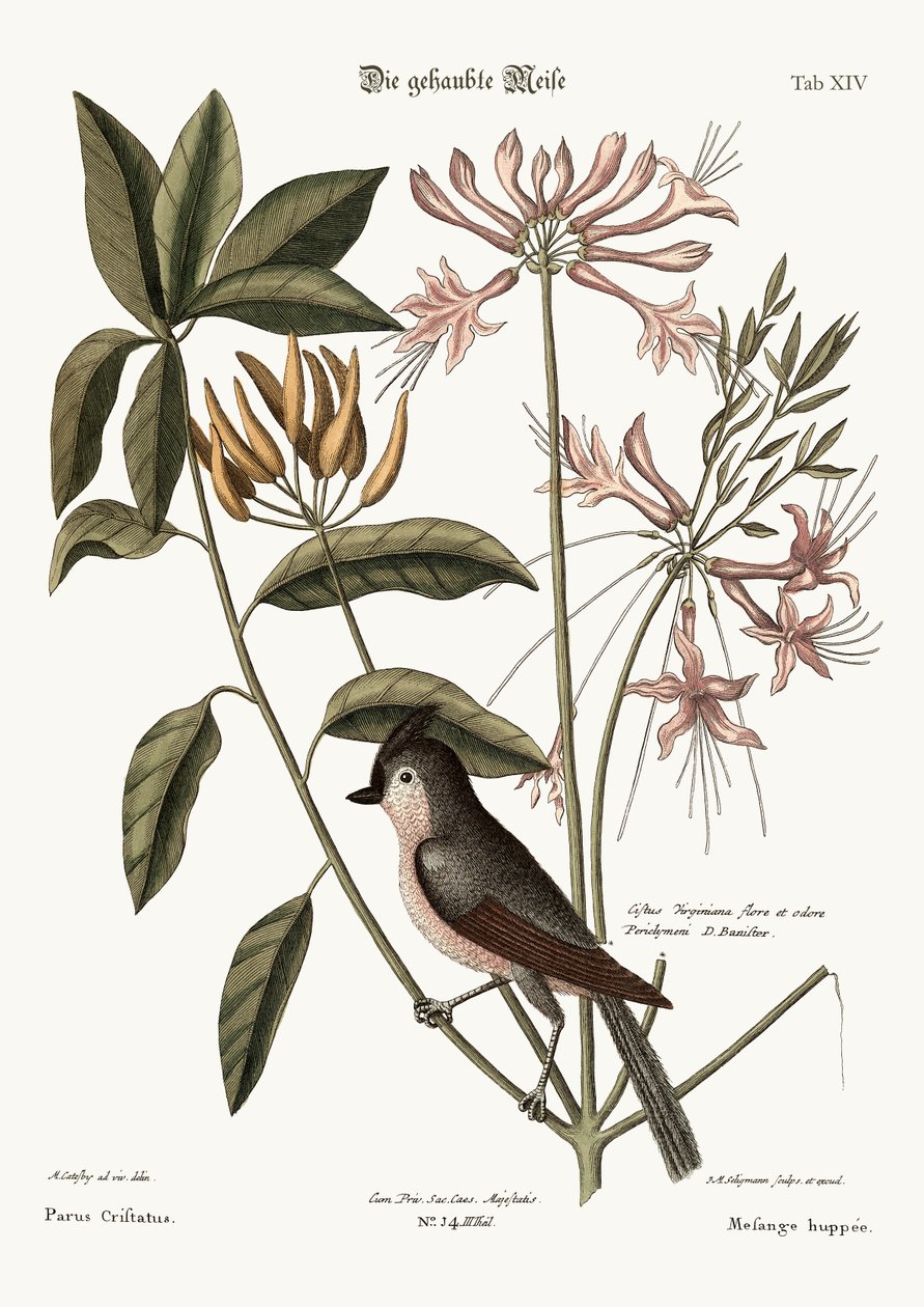 Harjatiainen, 1749-73 tekijältä Mark Catesby