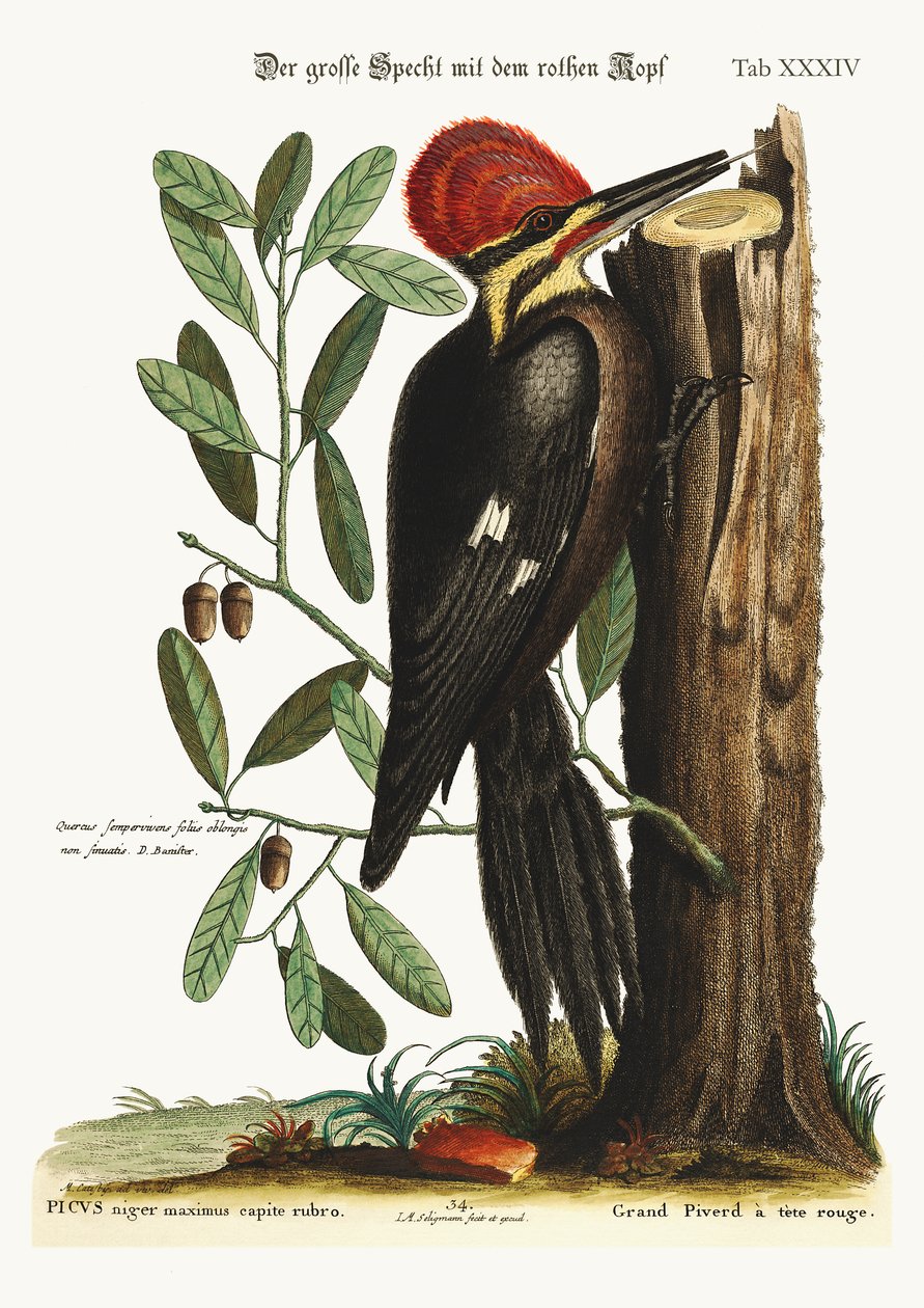 Isompi punaharjatikakka, 1749-73 tekijältä Mark Catesby