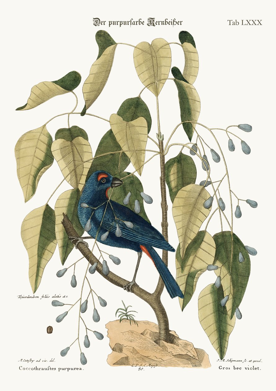 Violetti nokka, 1749-73 tekijältä Mark Catesby