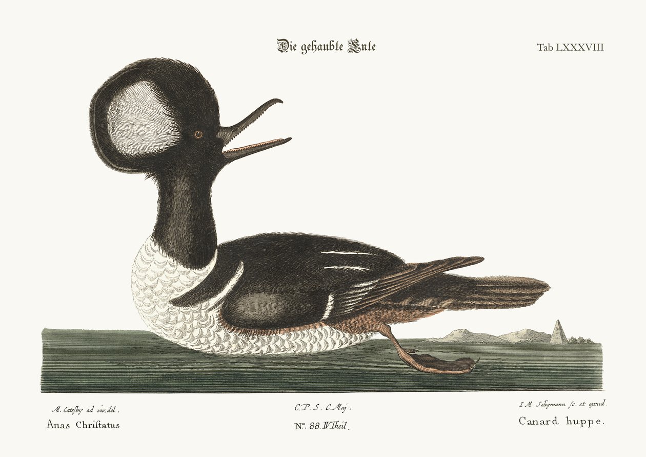 Pyöreäharjainen ankka, 1749-73 tekijältä Mark Catesby